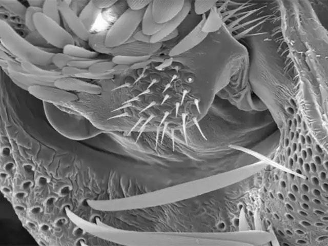 Observation of intestine of CPB to identify damages